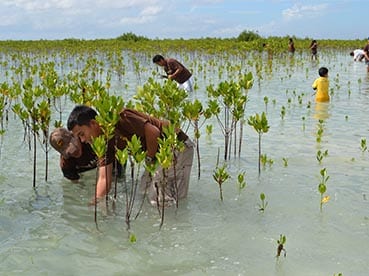 A group of uniformed UPS collaborators and natives help reforestation efforts by planting vegetation in a shallow body of water during the daytime. 